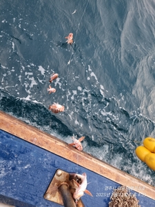 험난한 왕열기 낚시 선상낚시로 잡은 물고기 조황