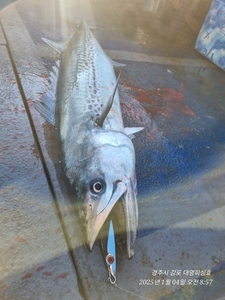 토요일 실시간 조황(주말인데 두분만 출조 ㅠㅠ) 선상낚시로 잡은 물고기 조황