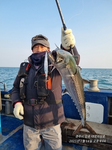 섭섭한 대삼치들 선상낚시로 잡은 물고기 조황