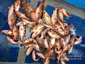 12일 수요일 출동 합니다...왕열기, 도다리 선상낚시로 잡은 물고기 조황