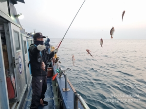 빈약한 줄태우기 선상낚시로 잡은 물고기 조황