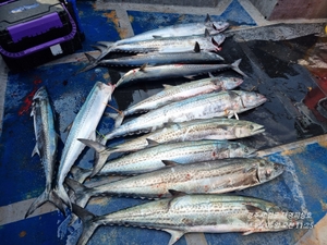 2025년 첫째 일요일 대삼치 조황 선상낚시로 잡은 물고기 조황