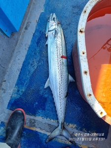 14일 대삼치 출항(긴타임 08시30분 출항) 선상낚시로 잡은 물고기 조황