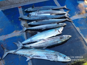 조기 퇴근, 바람 때문으로 아님 많이 잡아서??? 선상낚시로 잡은 물고기 조황