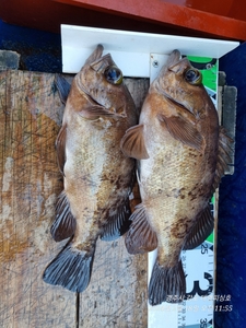 12일 수요일 출동..왕열기  선상낚시로 잡은 물고기 조황