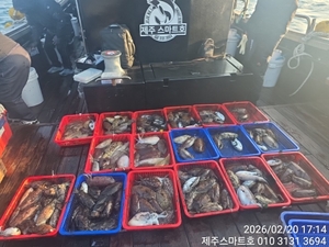 서귀포갑오징어조황  선상낚시로 잡은 물고기 조황