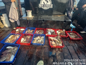 서귀포갑오징어조황  선상낚시로 잡은 물고기 조황