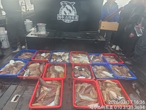 서귀포갑오징어조황  선상낚시로 잡은 물고기 조황