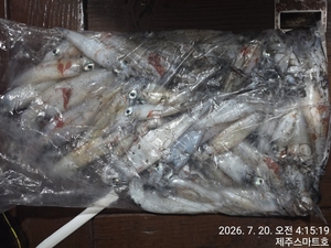 제주한치조황  선상낚시로 잡은 물고기 조황