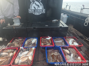 서귀포갑오징어조황  선상낚시로 잡은 물고기 조황