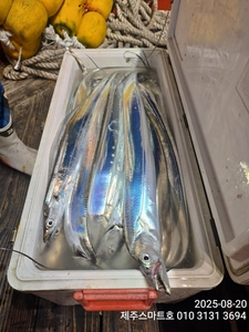 제주길치만쿨 선상낚시로 잡은 물고기 조황