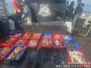 서귀포갑오징어조황  선상낚시로 잡은 물고기 조황