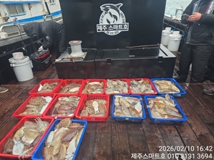 한림갑오징어조황  선상낚시로 잡은 물고기 조황