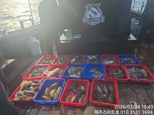 서귀포갑오징어조황  선상낚시로 잡은 물고기 조황