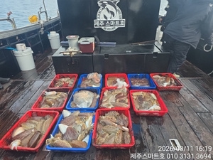 서귀포갑오징어조황  선상낚시로 잡은 물고기 조황