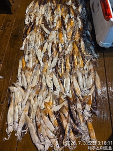 제주한치조황  선상낚시로 잡은 물고기 조황