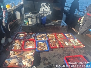 서귀포갑오징어대박조황  선상낚시로 잡은 물고기 조황