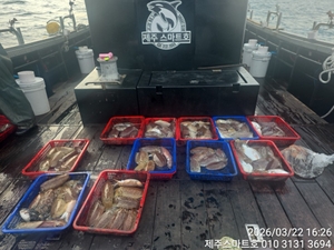 서귀포갑오징어조황  선상낚시로 잡은 물고기 조황