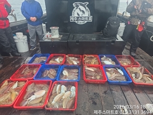 서귀포갑오징어조황  선상낚시로 잡은 물고기 조황
