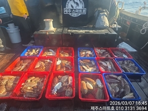 서귀포갑오징어조황  선상낚시로 잡은 물고기 조황