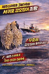 서귀포갑오징어조황 선상낚시로 잡은 물고기 조황