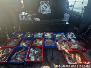 서귀포갑오징어조황  선상낚시로 잡은 물고기 조황