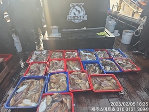 한림갑오징어조황  선상낚시로 잡은 물고기 조황