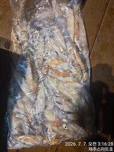 7월7일 한치조황  선상낚시로 잡은 물고기 조황