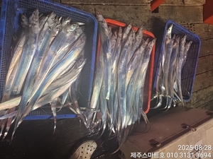 제주갈치 쿨러조황  선상낚시로 잡은 물고기 조황