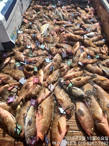 퍼펙트호 붉바리 외수질 초대박 선상낚시로 잡은 물고기 조황