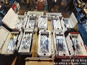 여수 퍼펙트호 대갈치 얼음 없이 만쿨 입항  선상낚시로 잡은 물고기 조황