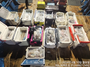퍼펙트호 한치 피딩 대박조황  선상낚시로 잡은 물고기 조황