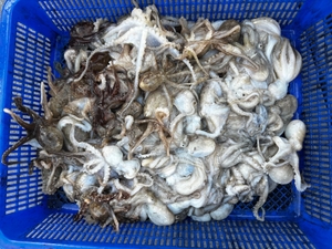 12월 알쭈꾸미 참돔타이 출항계획. 문의 바랍니다.  선상낚시로 잡은 물고기 조황