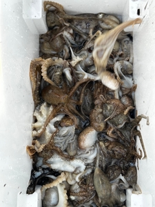 주말 알쭈꾸미 출조 모집합니다.  선상낚시로 잡은 물고기 조황