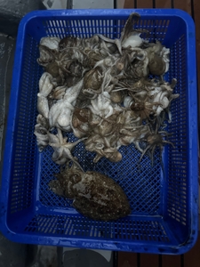 문쭈갑 출항일정입니다. 문의 바랍니다.  선상낚시로 잡은 물고기 조황