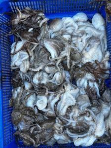 쭈꾸미 시즌 시작 조황. 문의 바랍니다.  선상낚시로 잡은 물고기 조황