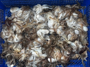 쭈꾸미 지난물때 조황. 쭈꾸미 참돔타이 출항일정 문의바랍니다.  선상낚시로 잡은 물고기 조황