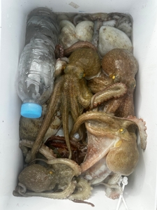 17일 전투적인 문어 조황 선상낚시로 잡은 물고기 조황