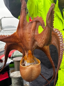 씨알좋은 문어 출조 모집합니다. 선상낚시로 잡은 물고기 조황