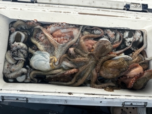 물때 맞춰 문어 쭈꾸미 갑오징어출항합니다.  문의 바랍니다.  선상낚시로 잡은 물고기 조황