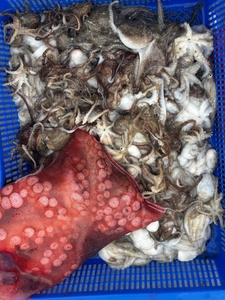 쭈꾸미 느나느나. 내일 자리여유 있습니다.  선상낚시로 잡은 물고기 조황