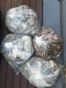 키로급 키로오바 씨알좋은 문어 오늘도 잘 나와줍니다. 선상낚시로 잡은 물고기 조황