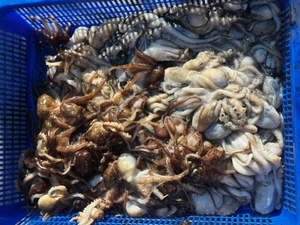 쭈꾸미 두번째 출항.씨알 좋은 마릿수 조황. 계속 출항 자리여유 선상낚시로 잡은 물고기 조황