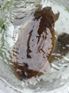 갑오징어 쭈꾸미 조출 모집합니다.  선상낚시로 잡은 물고기 조황