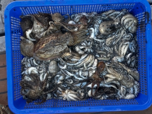 쭈꾸미 모집. 느나느나. 합니다.  선상낚시로 잡은 물고기 조황