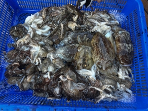 주말 쭈 호조황 선상낚시로 잡은 물고기 조황