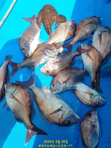 참돔들이  줄줄이 선상낚시로 잡은 물고기 조황