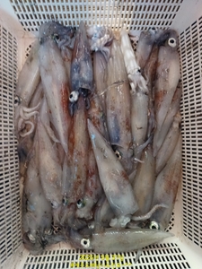 5/31 한치 계탄날~ 선상낚시로 잡은 물고기 조황