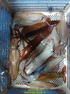 6/1 한치낚시는 즐거워~ 선상낚시로 잡은 물고기 조황