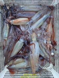 6/20. 새벽반한치낚시~^^ 선상낚시로 잡은 물고기 조황